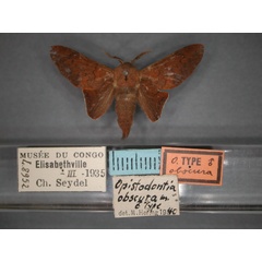 /filer/webapps/moths/media/images/O/obscura_Nirbiana_HT_RMCA_01.jpg