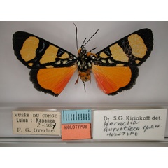 /filer/webapps/moths/media/images/A/aurantiaca_Heraclia_A_RMCA_01.jpg