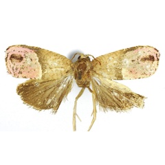 /filer/webapps/moths/media/images/D/daressalami_Anthozela_HT_USNM.jpg