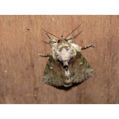 /filer/webapps/moths/media/images/L/lamottei_Saaluncifera_A_Goff_03.JPG