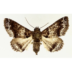 /filer/webapps/moths/media/images/A/atrifusa_Pericyma_AF_TMSA_02.jpg