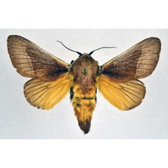 /filer/webapps/moths/media/images/A/albicosta_Latoia_AM_NHMO.jpg
