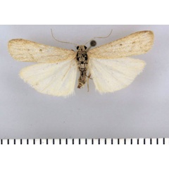 /filer/webapps/moths/media/images/A/aemulum_Entephrilema_HT_TMSA.jpg