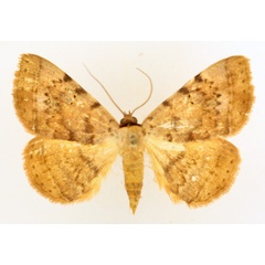 /filer/webapps/moths/media/images/C/carneotincta_Hypopyra_AM_TMSA_01.jpg