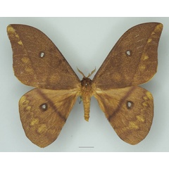 /filer/webapps/moths/media/images/D/discrepans_Pseudantheraea_AF_Basquin_02a.jpg