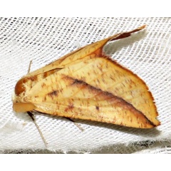 /filer/webapps/moths/media/images/P/punctata_Drepanogynis_A_Braun_02.jpg