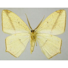 /filer/webapps/moths/media/images/A/ansorgei_Epigynopteryx_AM_ZSMb.jpg