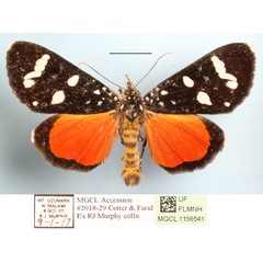 /filer/webapps/moths/media/images/D/deficiens_Heraclia_A_MGCLa_01.JPG