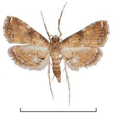 /filer/webapps/moths/media/images/A/africalis_Elophila_AM_Agassiz_02.jpg