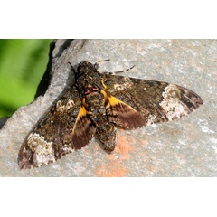 /filer/webapps/moths/media/images/F/fulvinotata_Coelonia_A_King_01.jpg