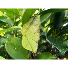 /filer/webapps/moths/media/images/L/lambourni_Trabala_A_Ajibade.jpg
