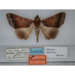 /filer/webapps/moths/media/images/M/mimetica_Ophiusa_HT_RMCA_01.jpg