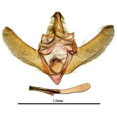 /filer/webapps/moths/media/images/F/flavirubralis_Zitha_GM_ANHRTa.JPG
