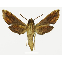 /filer/webapps/moths/media/images/V/viridis_Theretra_HT_Basquinb.jpg