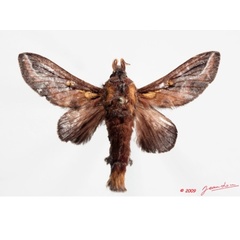 /filer/webapps/moths/media/images/S/splendens_Hecata_A_Alberta_02.jpg