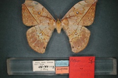 Pselaphelia vandenberghei