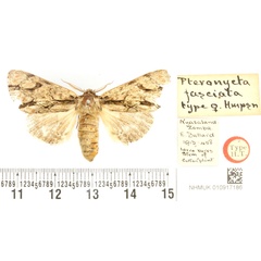 /filer/webapps/moths/media/images/F/fasciata_Pteronycta_PLT_BMNH.jpg