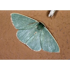 /filer/webapps/moths/media/images/L/leucocraspeda_Omphax_A_Roland_08.jpg