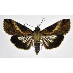 /filer/webapps/moths/media/images/L/litigiosa_Lophoptera_A_NHMO.jpg