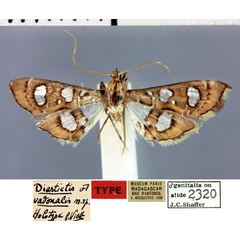 /filer/webapps/moths/media/images/V/vadonalis_Diastictis_HT_MNHN.jpg