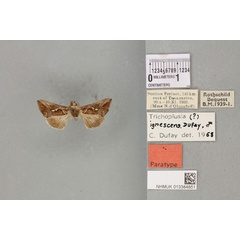 /filer/webapps/moths/media/images/I/ignescens_Plusia_PTM_BMNH_04a.jpg