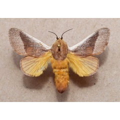 /filer/webapps/moths/media/images/A/albicosta_Latoia_A_Butler_bbjp6rH.jpg