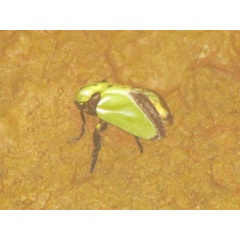 /filer/webapps/moths/media/images/E/euchlora_Parasa_A_Stanton.jpg