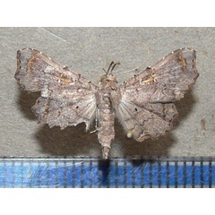 /filer/webapps/moths/media/images/M/microsema_Egnasia_A_Goff.jpg