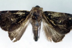 Westermannia cuprea