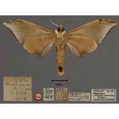 /filer/webapps/moths/media/images/C/commodus_Polyptychus_HT_OUMNH_02.jpg