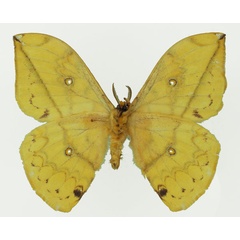 /filer/webapps/moths/media/images/F/flavivitta_Pselaphelia_AM_Basquinb.jpg