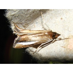 /filer/webapps/moths/media/images/P/placydioni_Classeya_A_Goff_02.jpg