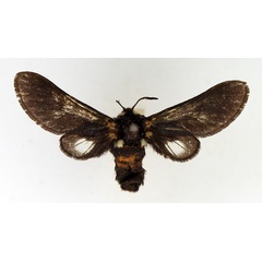 /filer/webapps/moths/media/images/S/specularis_Zarachella_AF_TMSA.jpg