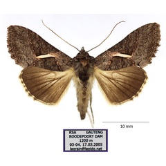 /filer/webapps/moths/media/images/V/vittata_Vittaplusia_AM_RBINS.jpg