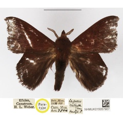 /filer/webapps/moths/media/images/C/castanea_Leipoxais_PTM_NHMUK.jpg