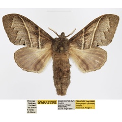 /filer/webapps/moths/media/images/F/funebris_Bombycopsis_PTF_TMSA_02.jpg