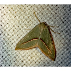 /filer/webapps/moths/media/images/R/rubriplaga_Chlorerythra_A_Roland_01.jpg
