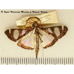 /filer/webapps/moths/media/images/A/actorionalis_Glyphodes_A_OUMNH_02.jpg