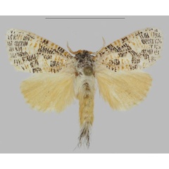 /filer/webapps/moths/media/images/T/tessellata_Hermannstaudeilla_AM_ANHRT.jpg