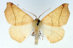 Xanthisthisa niveifrons