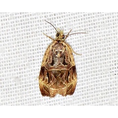 /filer/webapps/moths/media/images/I/incultana_Eccopsis_A_Braun_10.jpg