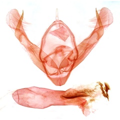 /filer/webapps/moths/media/images/U/umbrigera_Athetis_GMPT_TMSA_13731.jpg