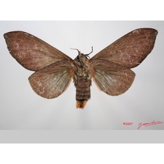 /filer/webapps/moths/media/images/P/parinarii_Gastroplakaeis_AF_Albertb_01.jpg
