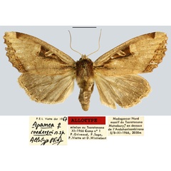 /filer/webapps/moths/media/images/R/roedereri_Apamea_AT_MNHN.jpg