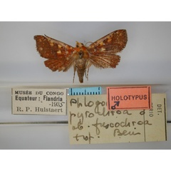 /filer/webapps/moths/media/images/F/fuscochroa_Phlogochroa_HT_RMCA_01.jpg