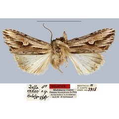 /filer/webapps/moths/media/images/V/vadoni_Delta_HT_MNHN.jpg