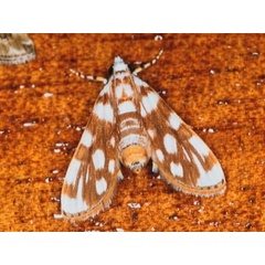 /filer/webapps/moths/media/images/P/pardalis_Obtusipalpis_A_Roland.jpg