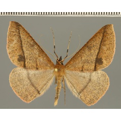 /filer/webapps/moths/media/images/O/oreades_Conolophia_AM_Fiebig.jpg