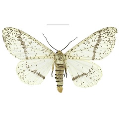 /filer/webapps/moths/media/images/M/myriostictus_Proutabraxas_AM_Kingston.jpg
