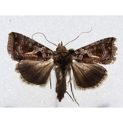 /filer/webapps/moths/media/images/I/indicator_Thysanoplusia_A_Goff_01.jpg